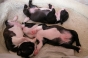 boston-terrier-pictures-december-2010 boston terriers out of the womb